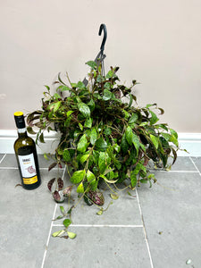 60cm Aeschynanthus Marmoratus