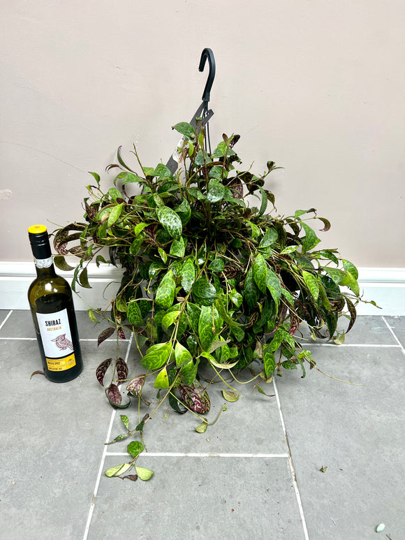 60cm Aeschynanthus Marmoratus