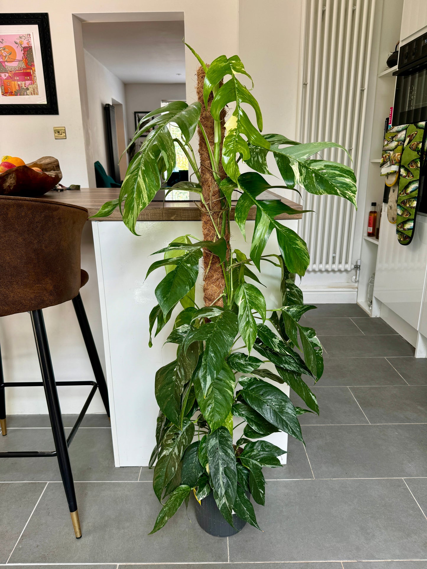 130cm Variegated Epipremnum Pinnatum
