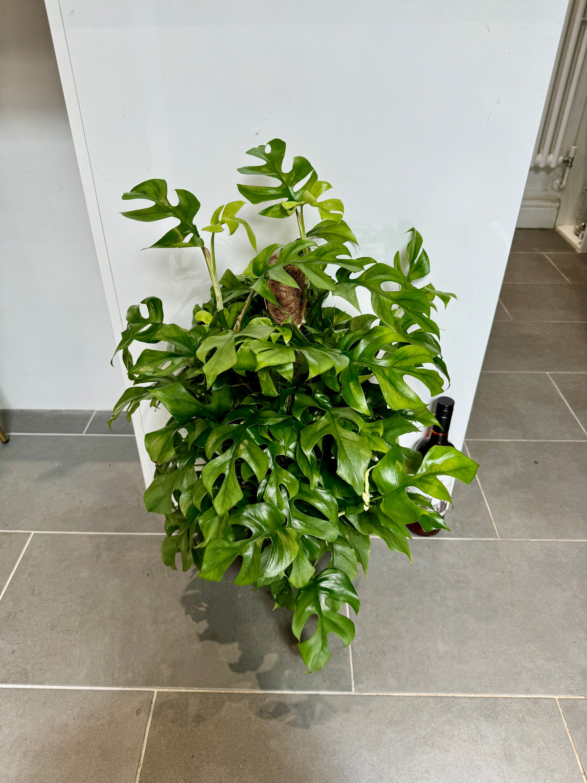 philodendron minima size 70cm Philodendron minima – Bristol Plant Man