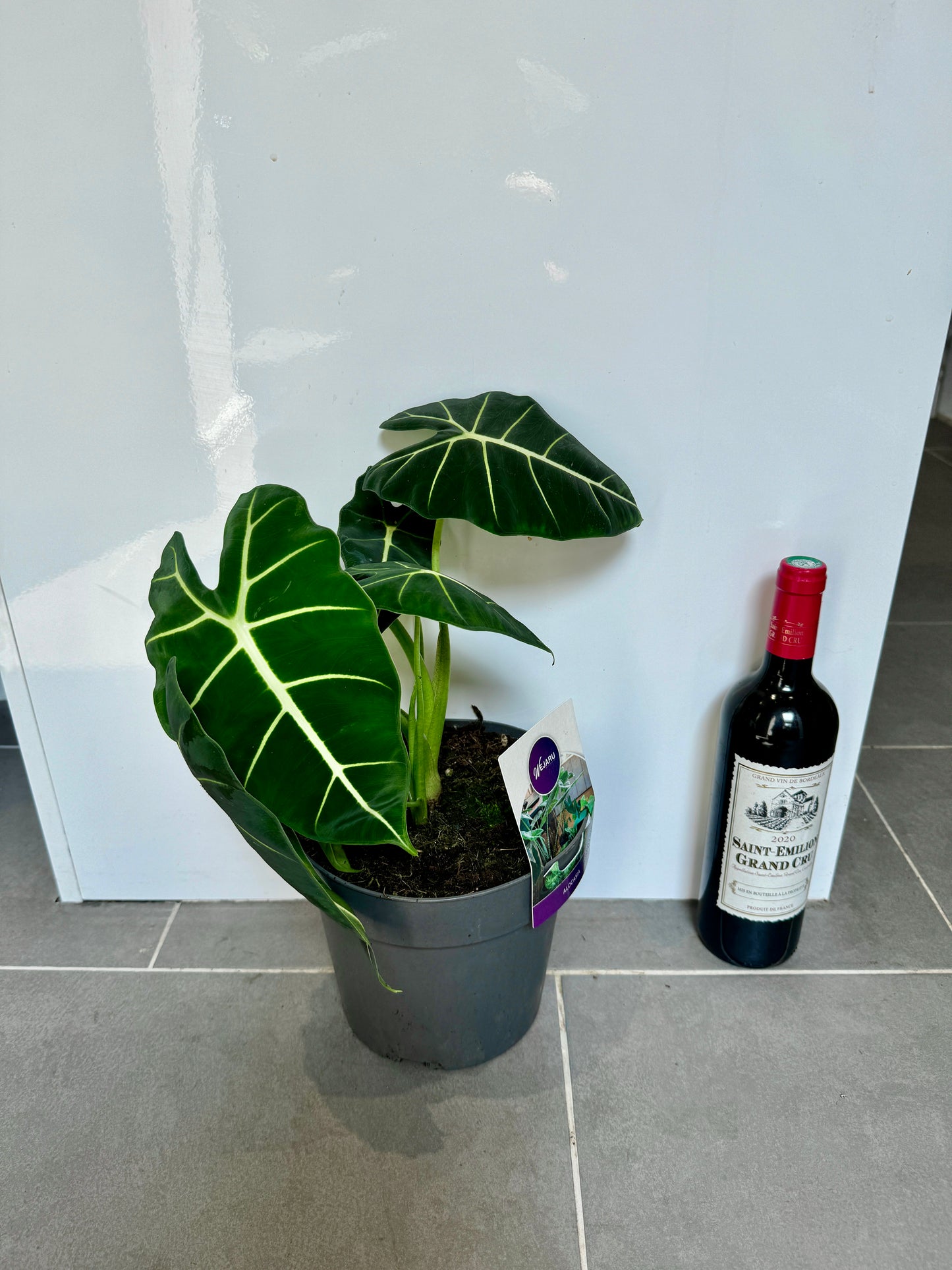 40cm Alocasia Frydek