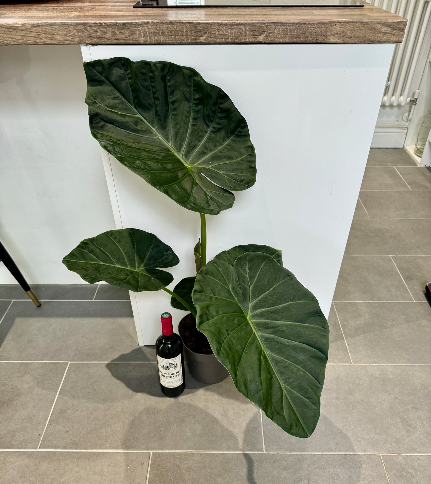 90cm Alocasia Regal Shields