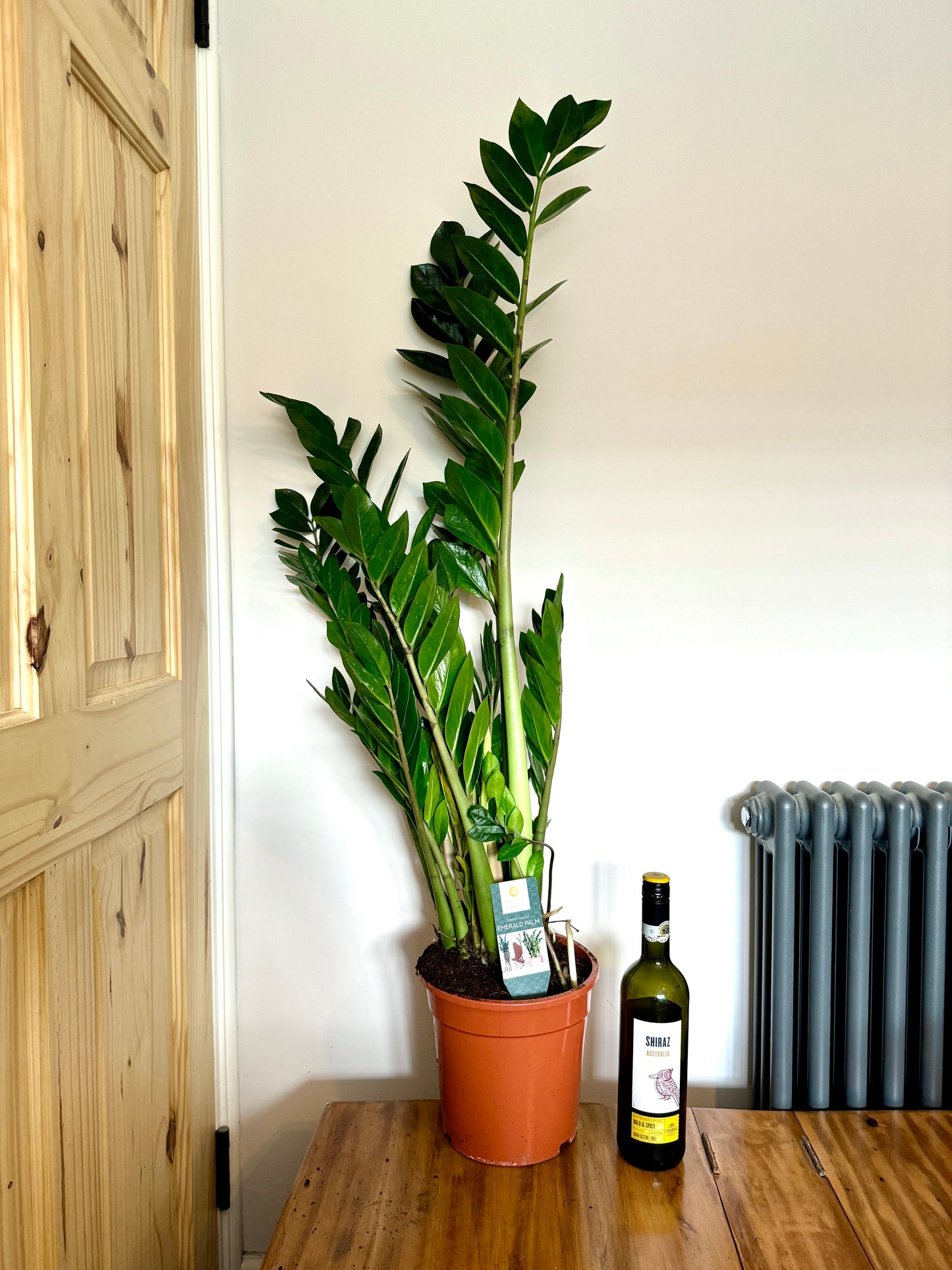 120cm ZZ house Plant - Zamioculcas Zamiifolia