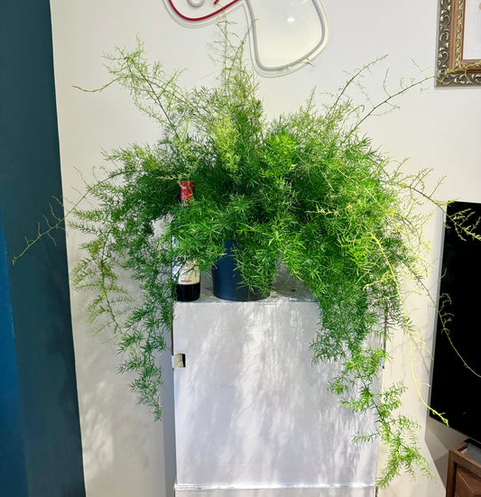 90cm Asparagus Sprengeri (Asparagus Fern)