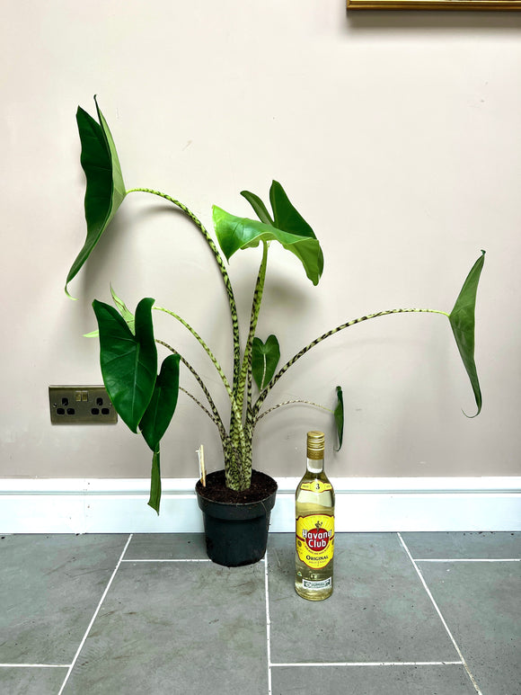 90cm Alocasia Zebrina