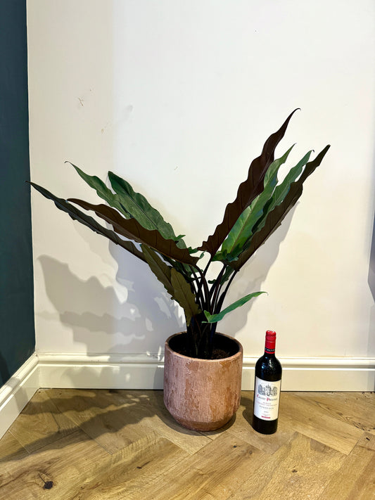 90cm Alocasia Lauterbachiana