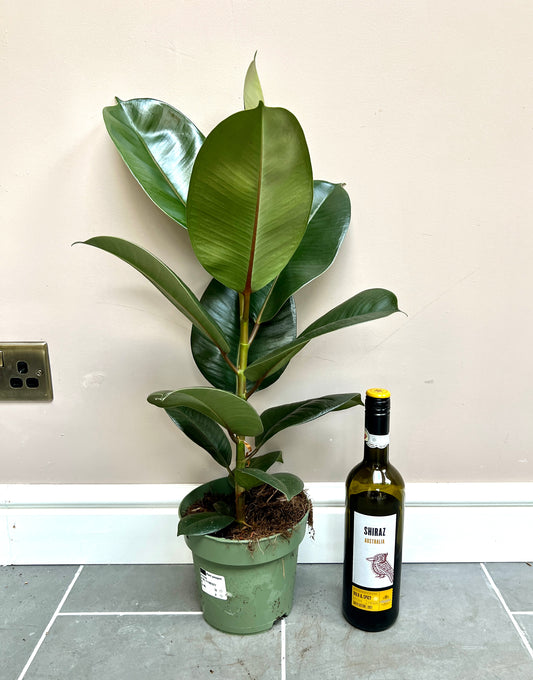 70cm Ficus Robusta (Rubber Plant)
