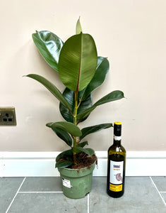 70cm Ficus Robusta (Rubber Plant)