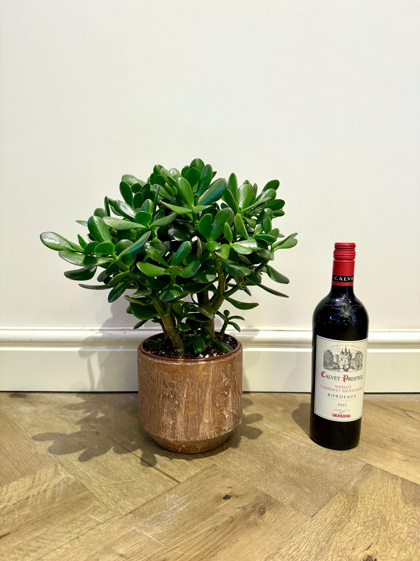 40cm Crassula Ovata (Jade / Money Plant)