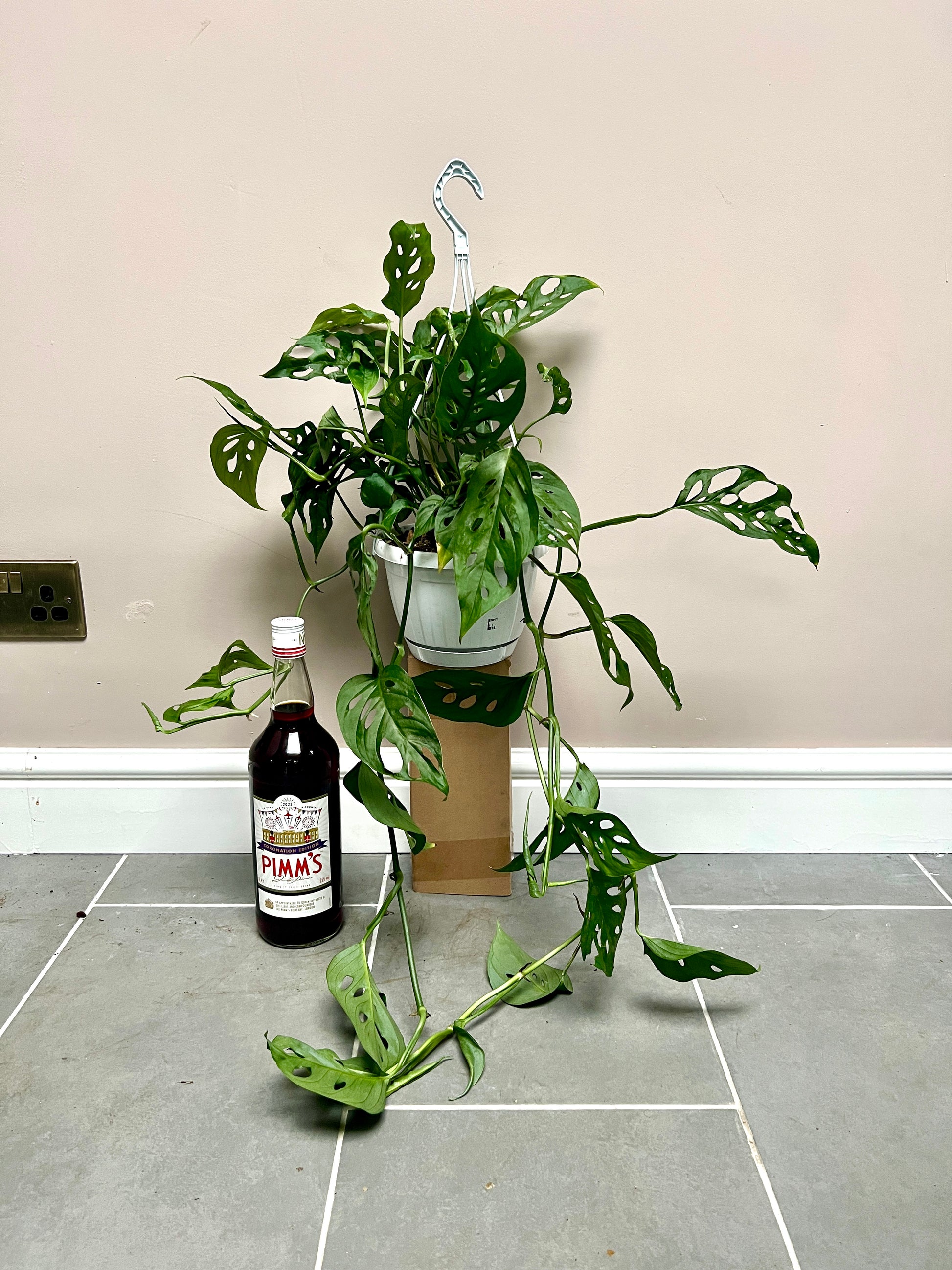 monstera adansonii hanging 70cm Monstera Adansonii Hanging – Bristol Plant Man