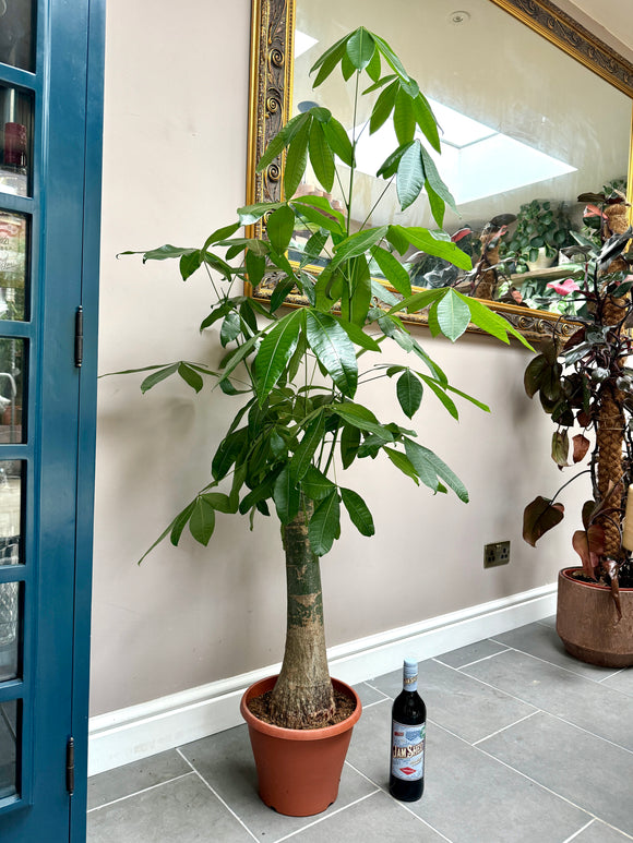 140cm Pachira Aquatica (Money Tree)