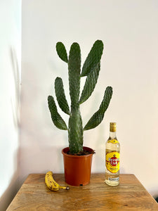 70cm Opuntia Tuna Cactus