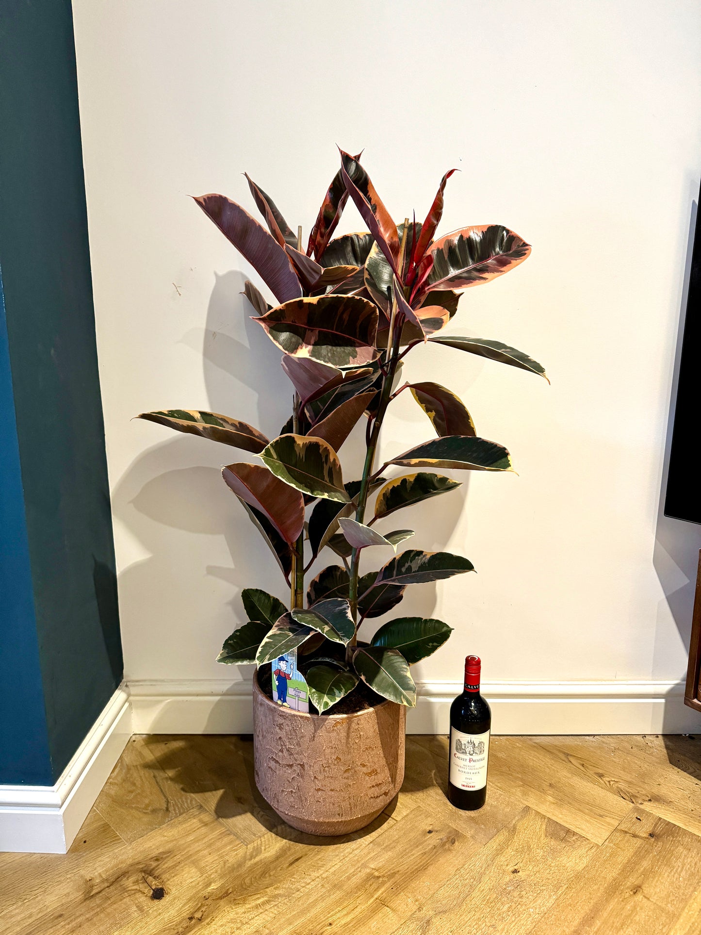 120cm Ruby Variegated Rubber Tree (Ficus Elastica)