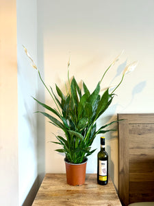 80cm Peace Lily (Spathiphyllum cupido)m