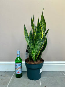 60cm Snake Plant / Mother in Law’s Tongue