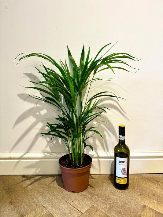 70cm Dypsis Lutescens (Areca Palm)
