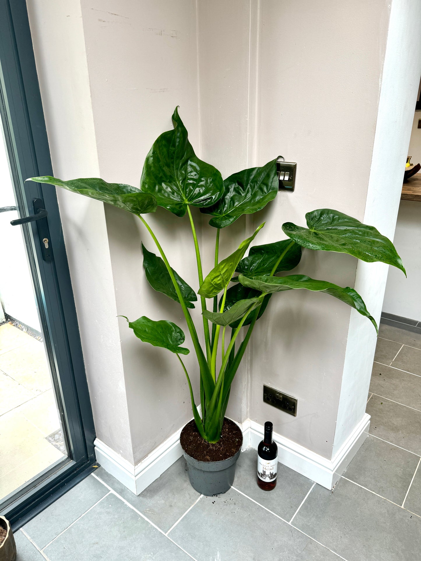 150cm Alocasia Cucullata