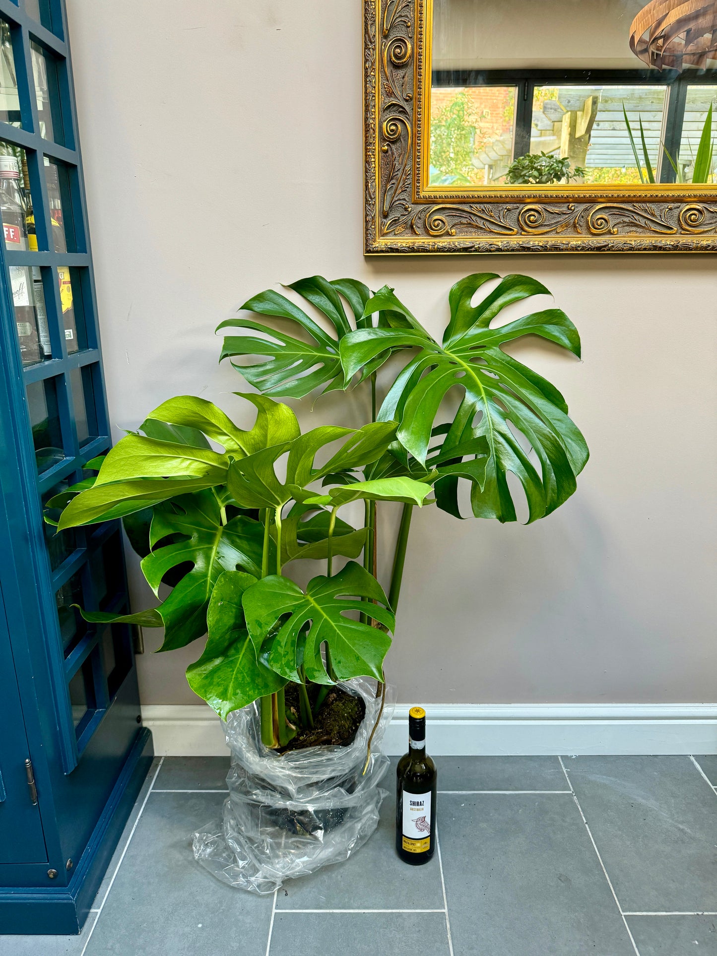 110cm Large Form Monstera Deliciosa (Swiss Cheese)