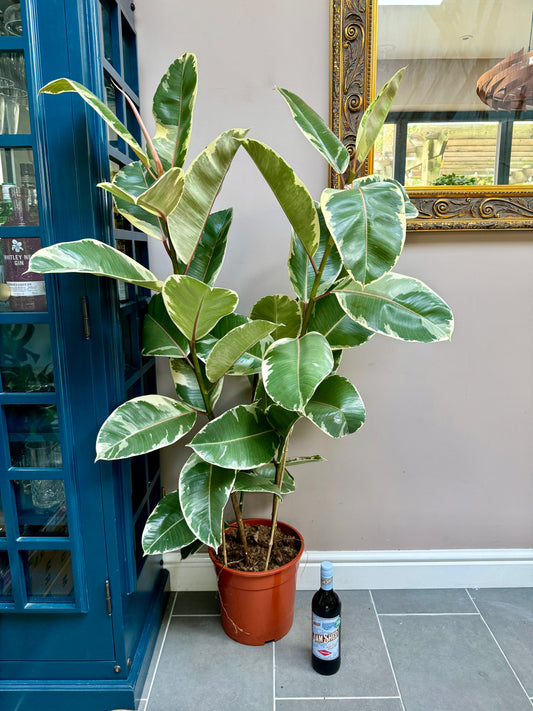 140cm Ficus Elastica Tinke (Triple Stemmed Rubber Plant)