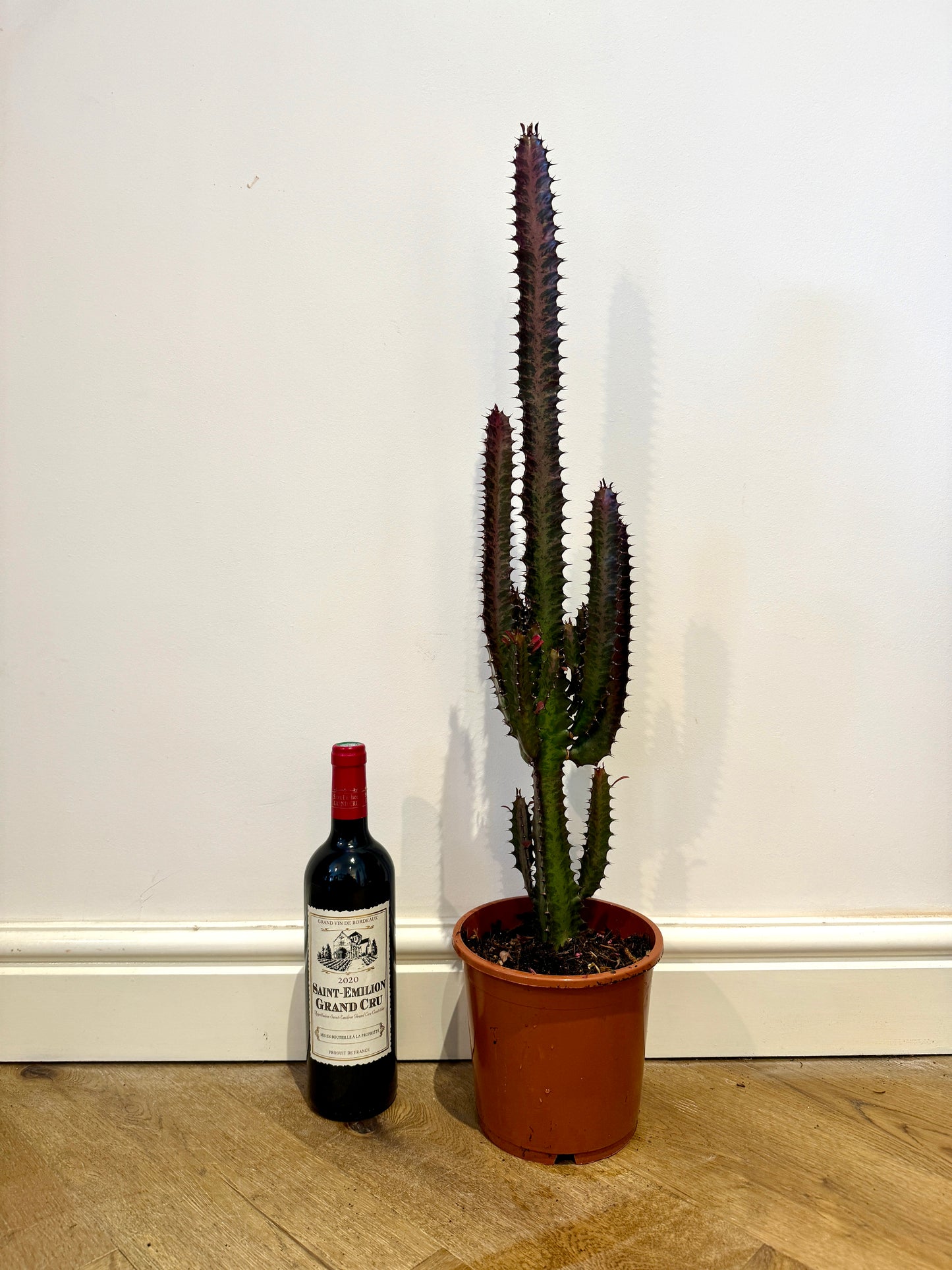 80cm Euphorbia Trigona