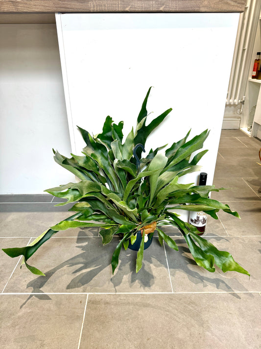 60cm Platycerum Bifurcatum  (Staghorn Fern)
