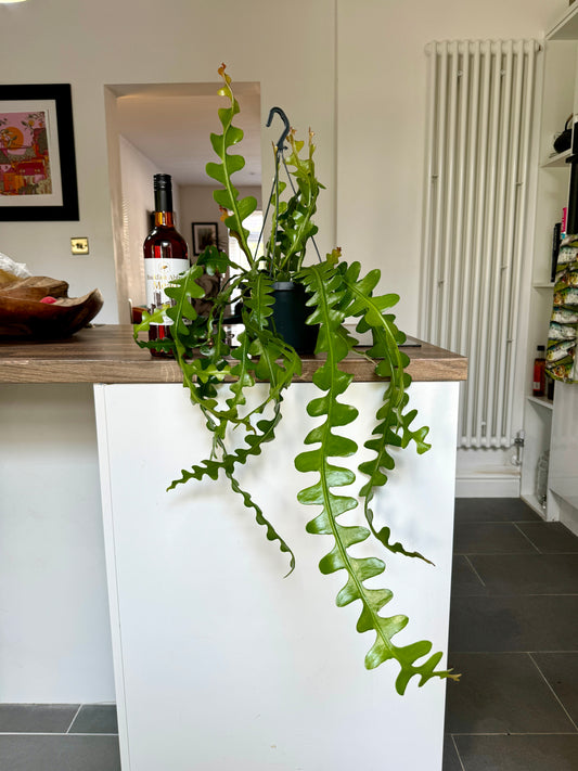 60cm Fishbone Cactus - Epiphyllum Anguliger