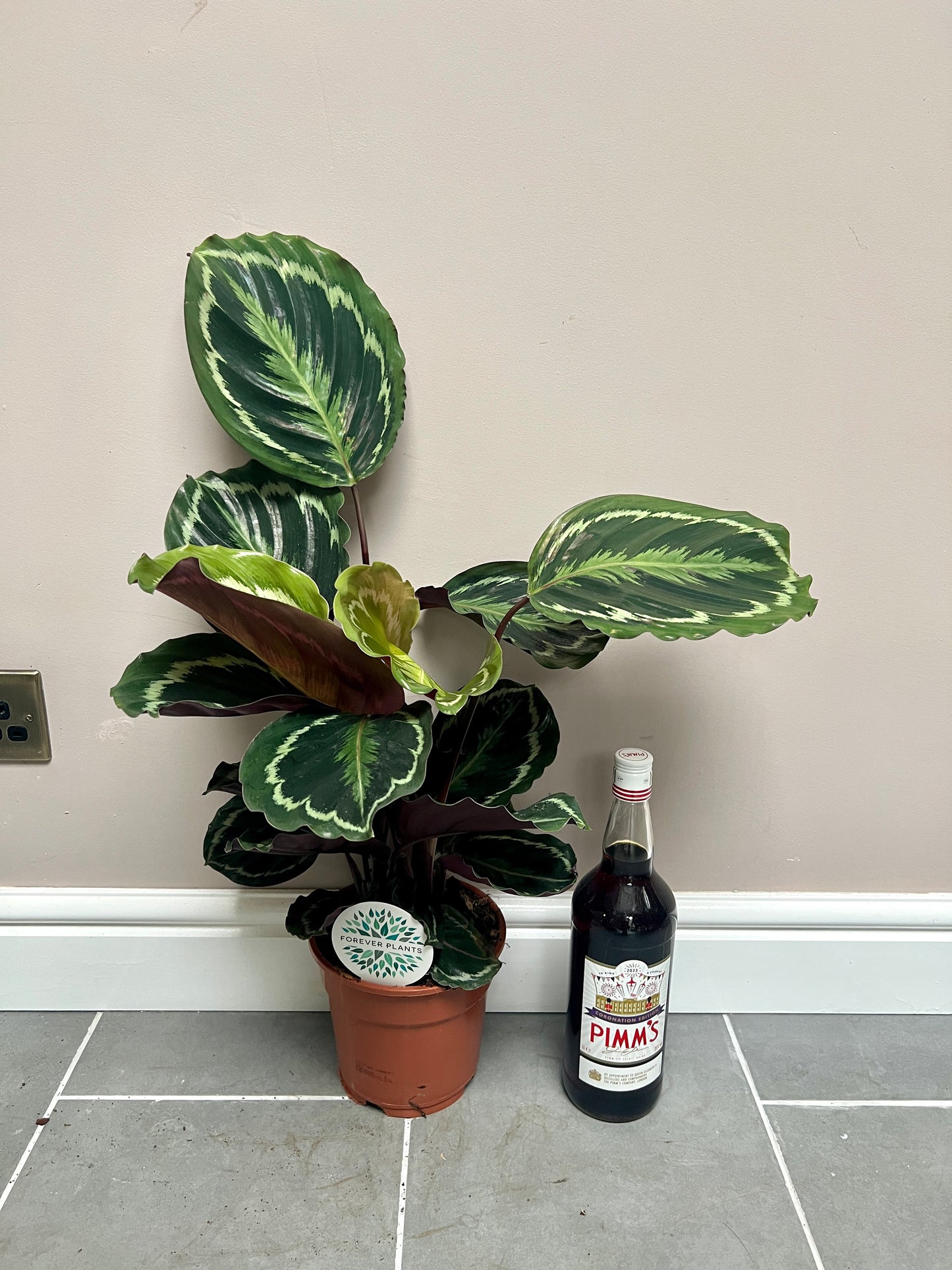70cm Calathea Medallion