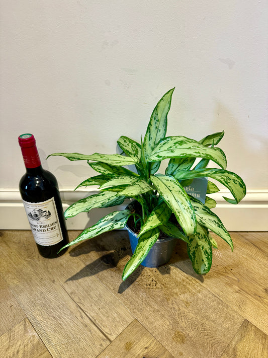 30cm Aglaonema Silver