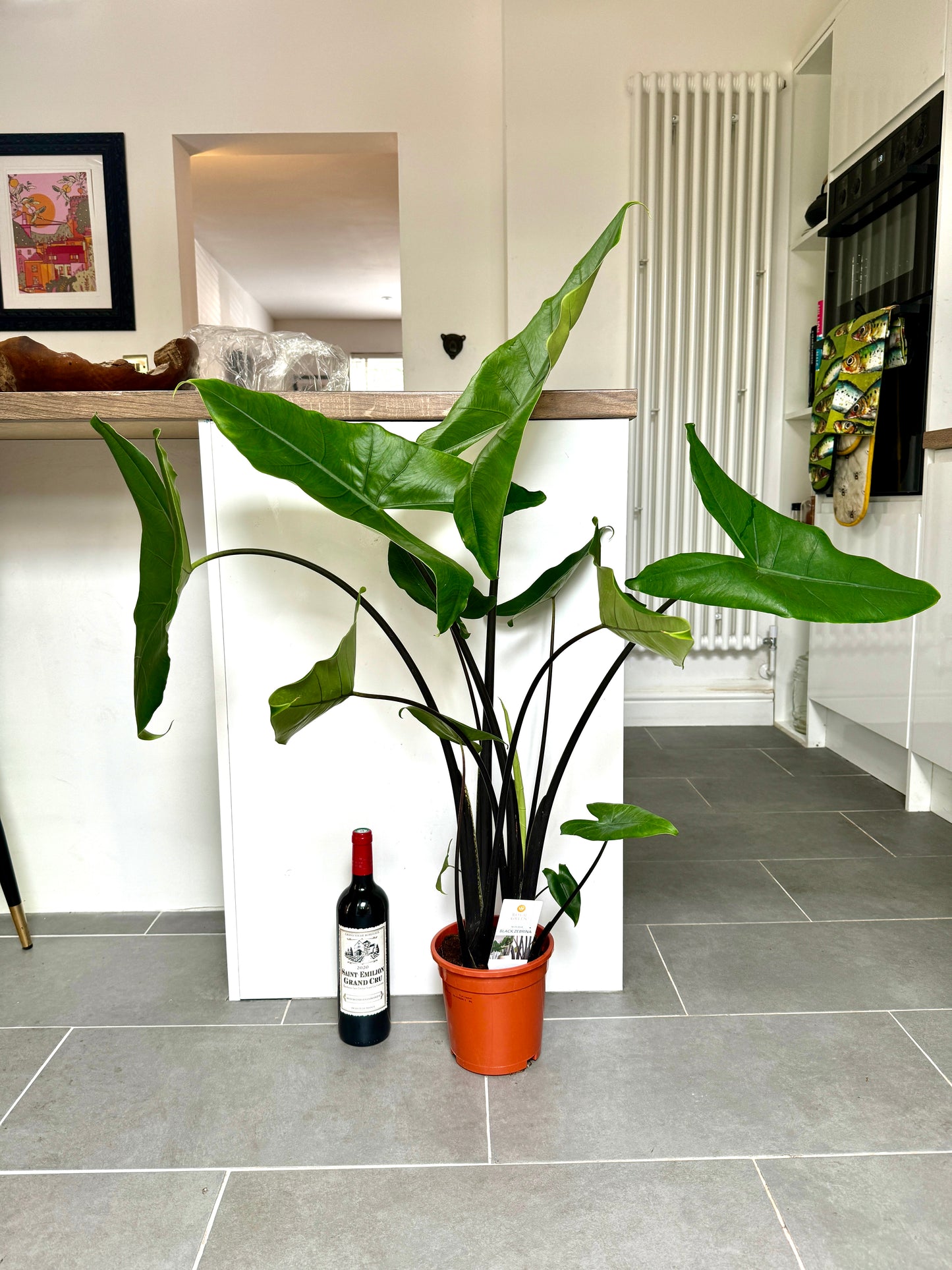 100cm Black Alocasia Zebrina
