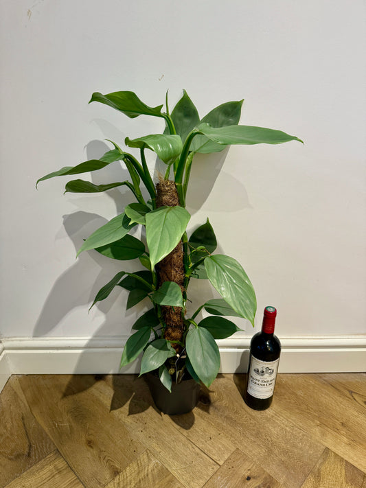 80cm Philodendron silver queen