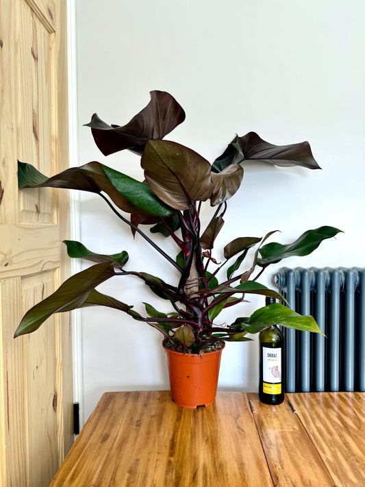 100cm Philodendron New Red