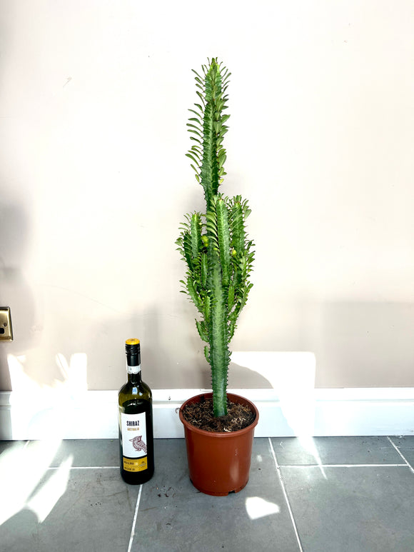 80cm Euphorbia Trigona Cactus