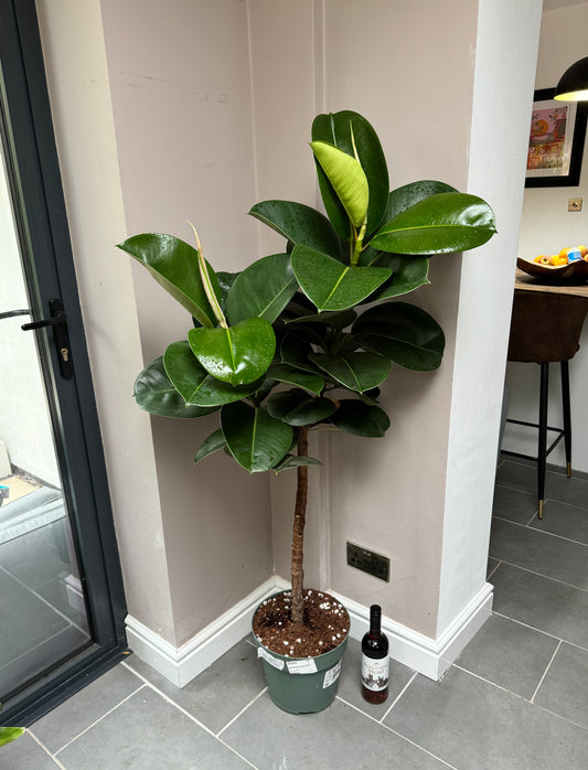 150cm Ficus Elastica Tree