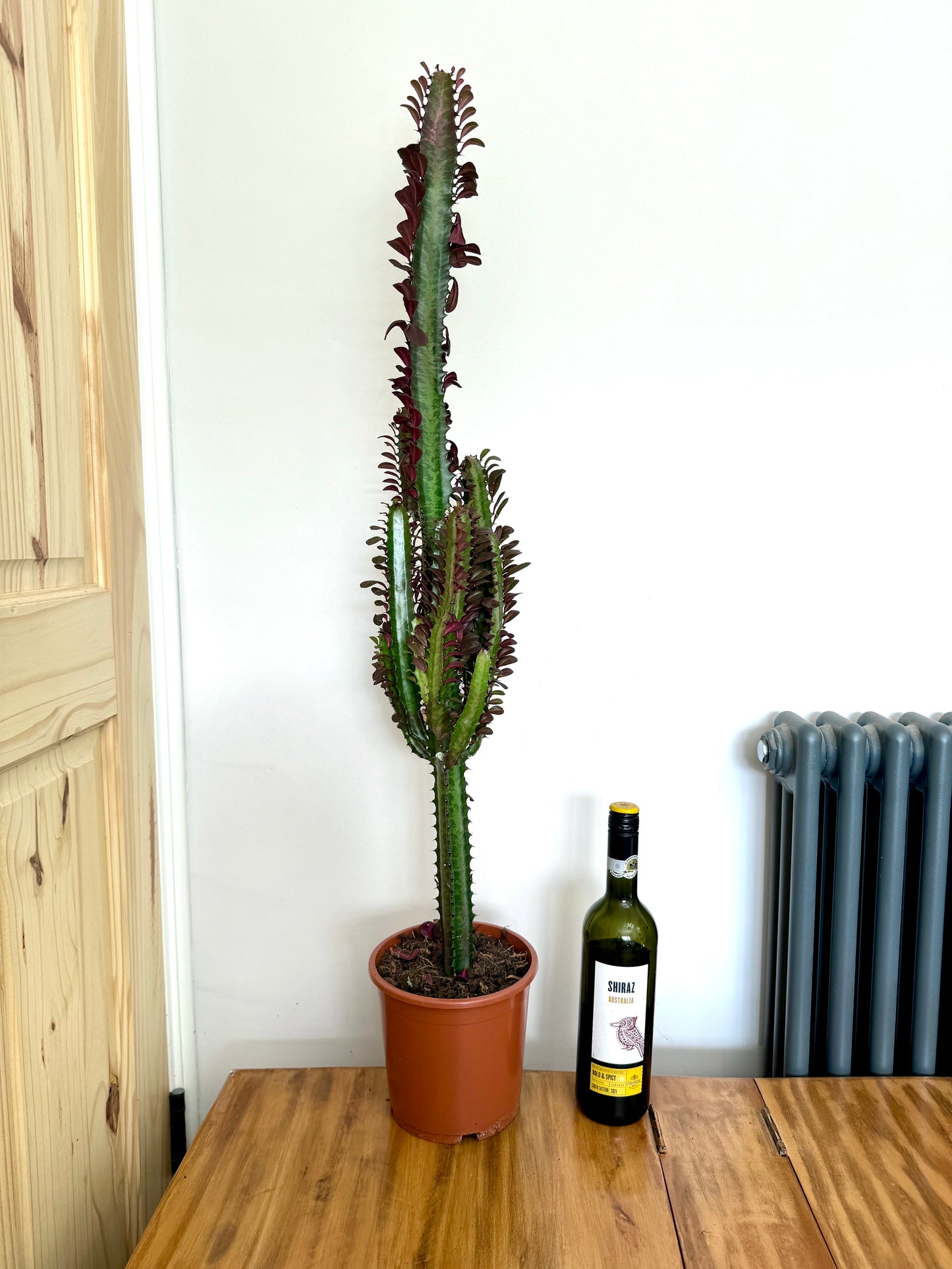 110cm Euphorbia Trigona Cactus