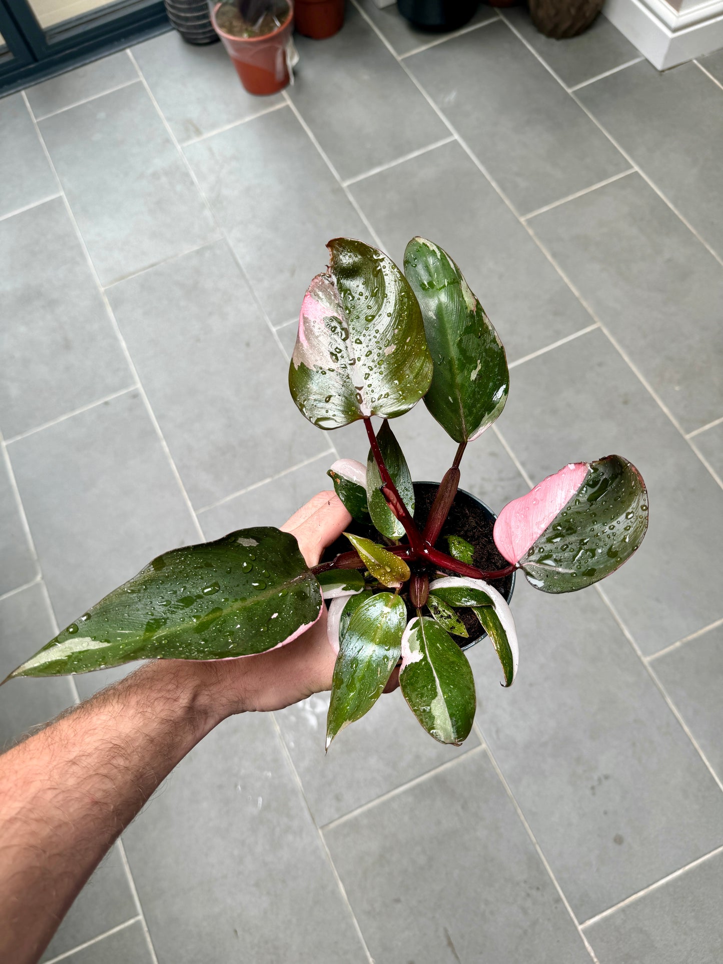 buy philodendron pink princess uk 25cm Philodendron Pink Princess – Bristol Plant Man