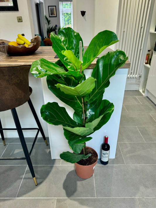 130cm Ficus Lyrata (Fiddle leaf fig)
