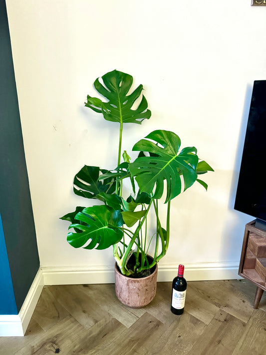 120cm Swiss Cheese Plant (Monstera Deliciosa)