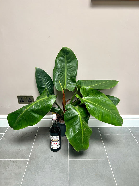70cm philodendron imperial green