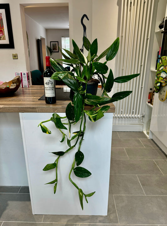 120cm Hanging Variegated Philodendron Cobra