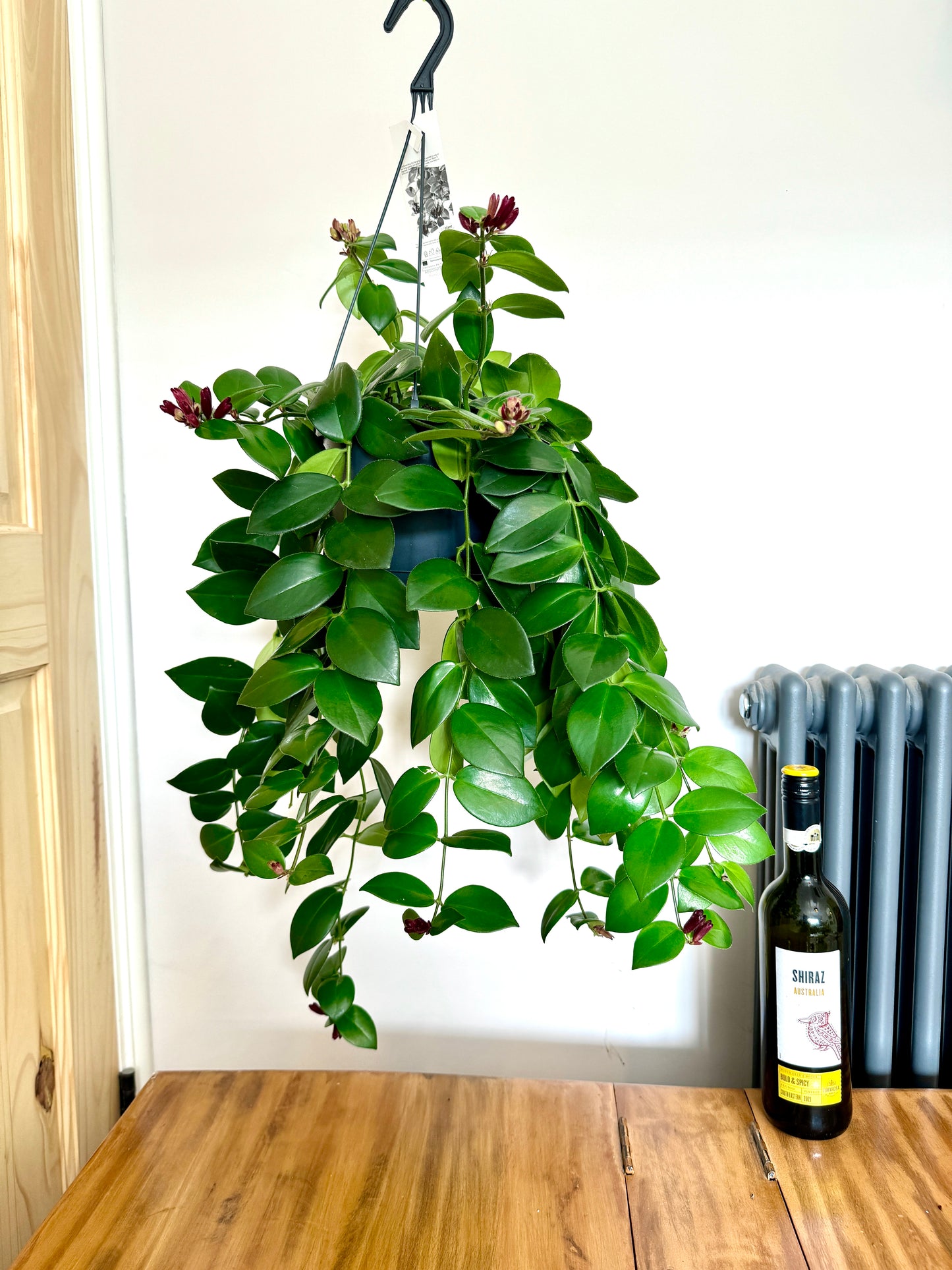 75cm Hanging Aeschynanthus Mona Lisa