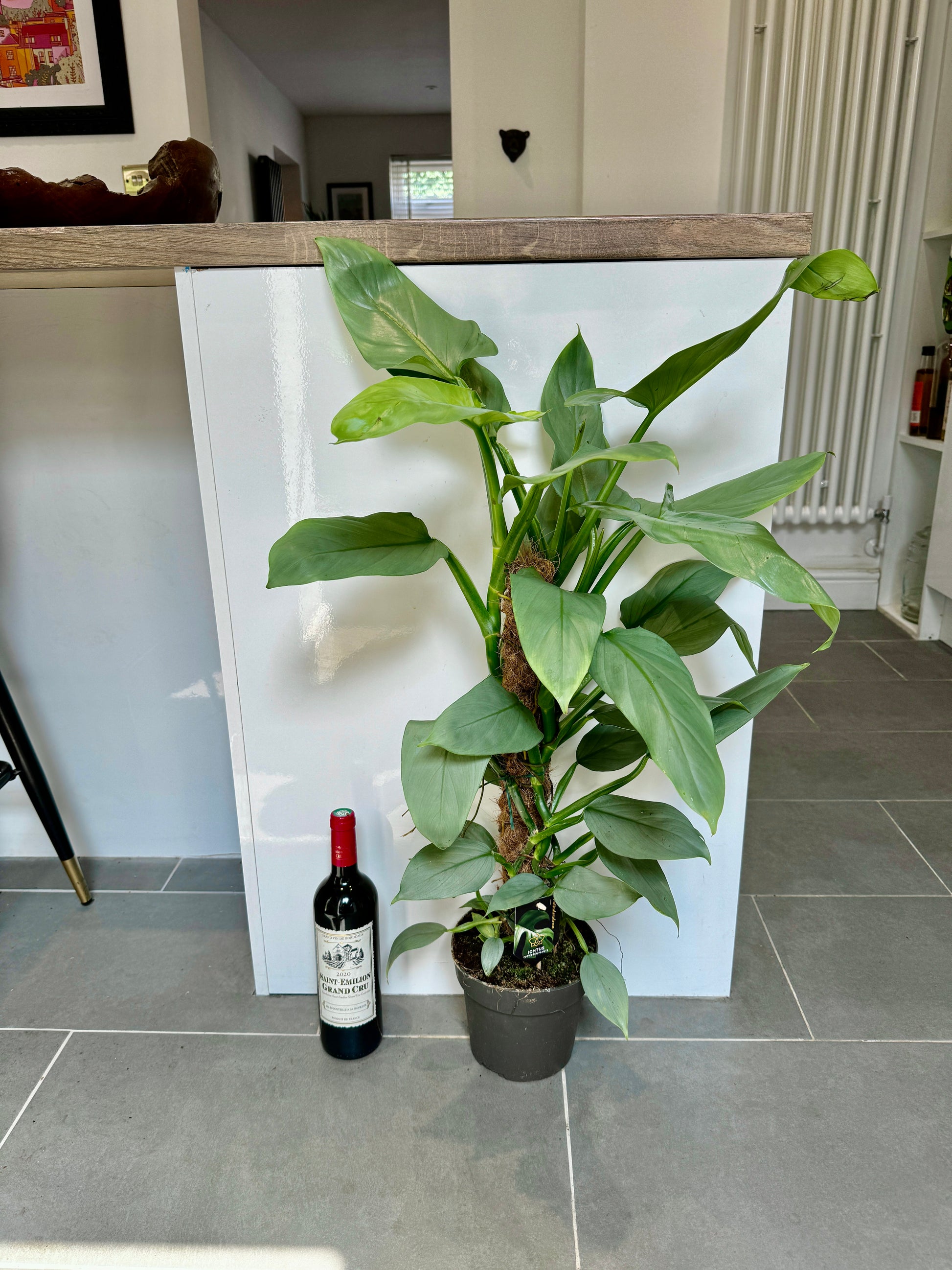 philodendron silver queen 90cm Philodendron Silver Queen – Bristol Plant Man