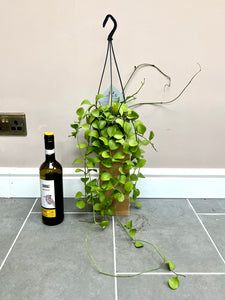 60cm Dischidia Imbricata (String of Nickels)