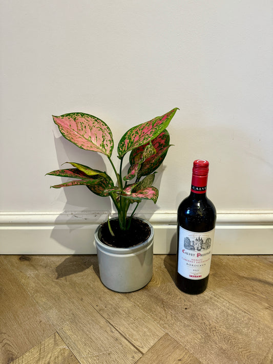 40cm Aglaonema Spotted Star