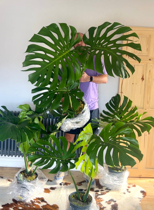 110cm Large Form Monstera Deliciosa (Swiss Cheese Plant)