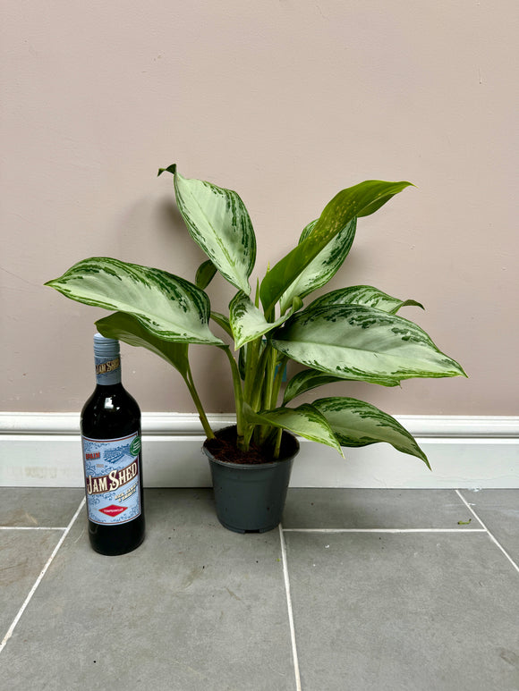 60cm Aglaonema Silver Bay