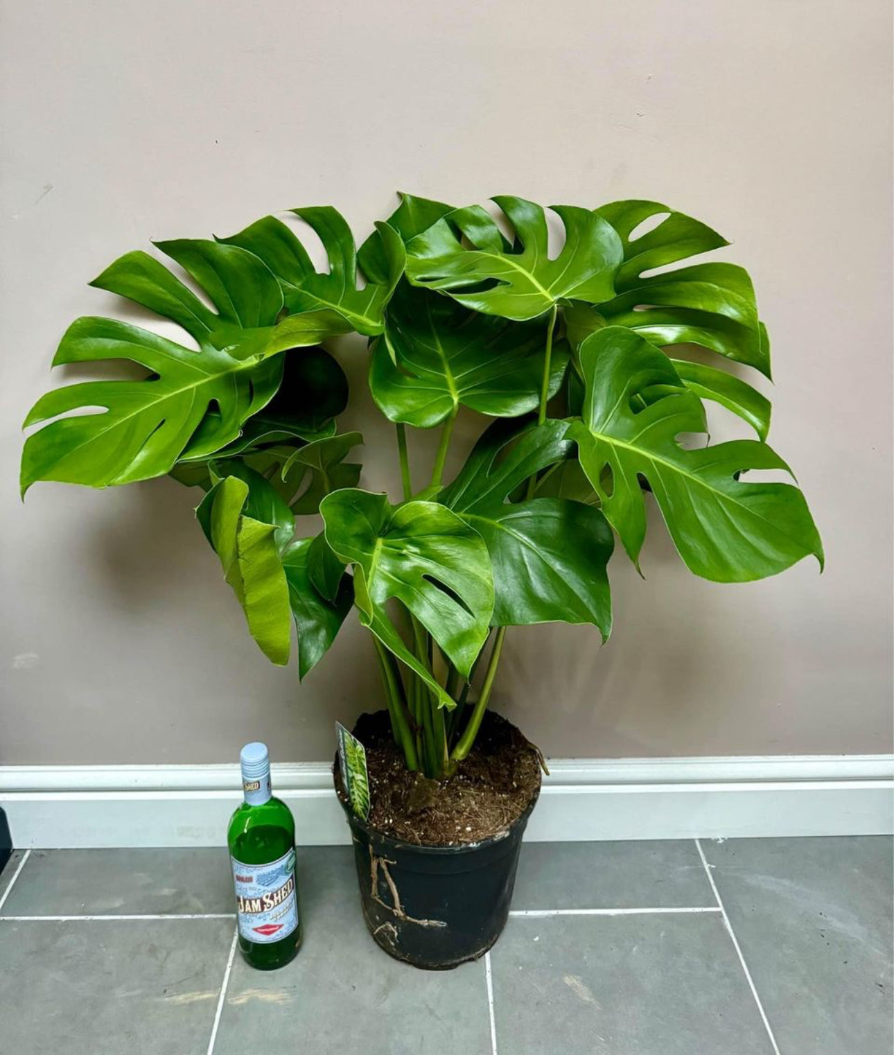 90cm Monstera Deliciosa (Swiss Cheese)