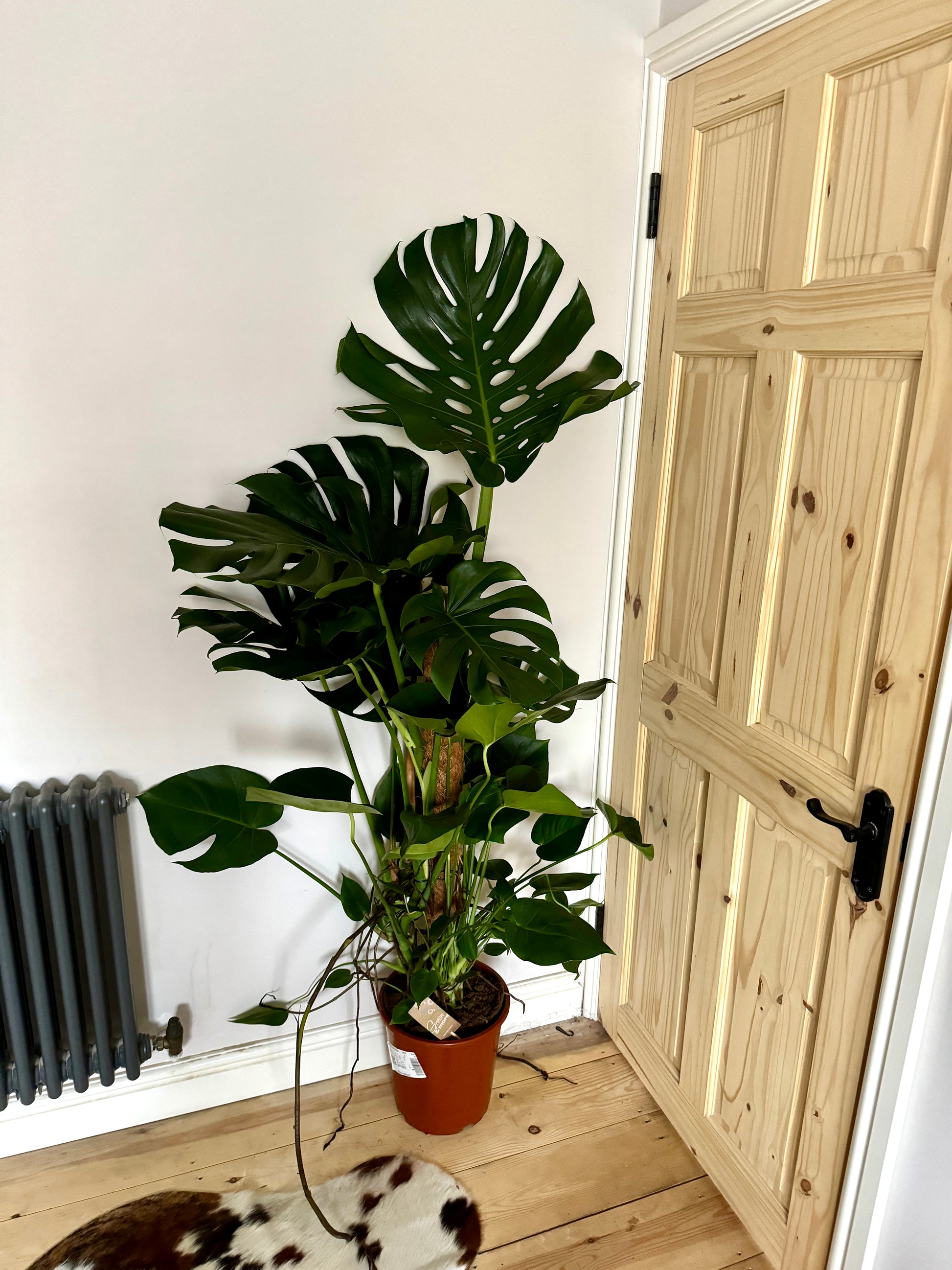 monstera deliciosa 150 cm 150cm Monstera Deliciosa (Swiss Cheese) – Bristol Plant Man