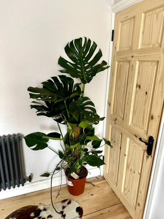 150cm Monstera Deliciosa (Swiss Cheese)