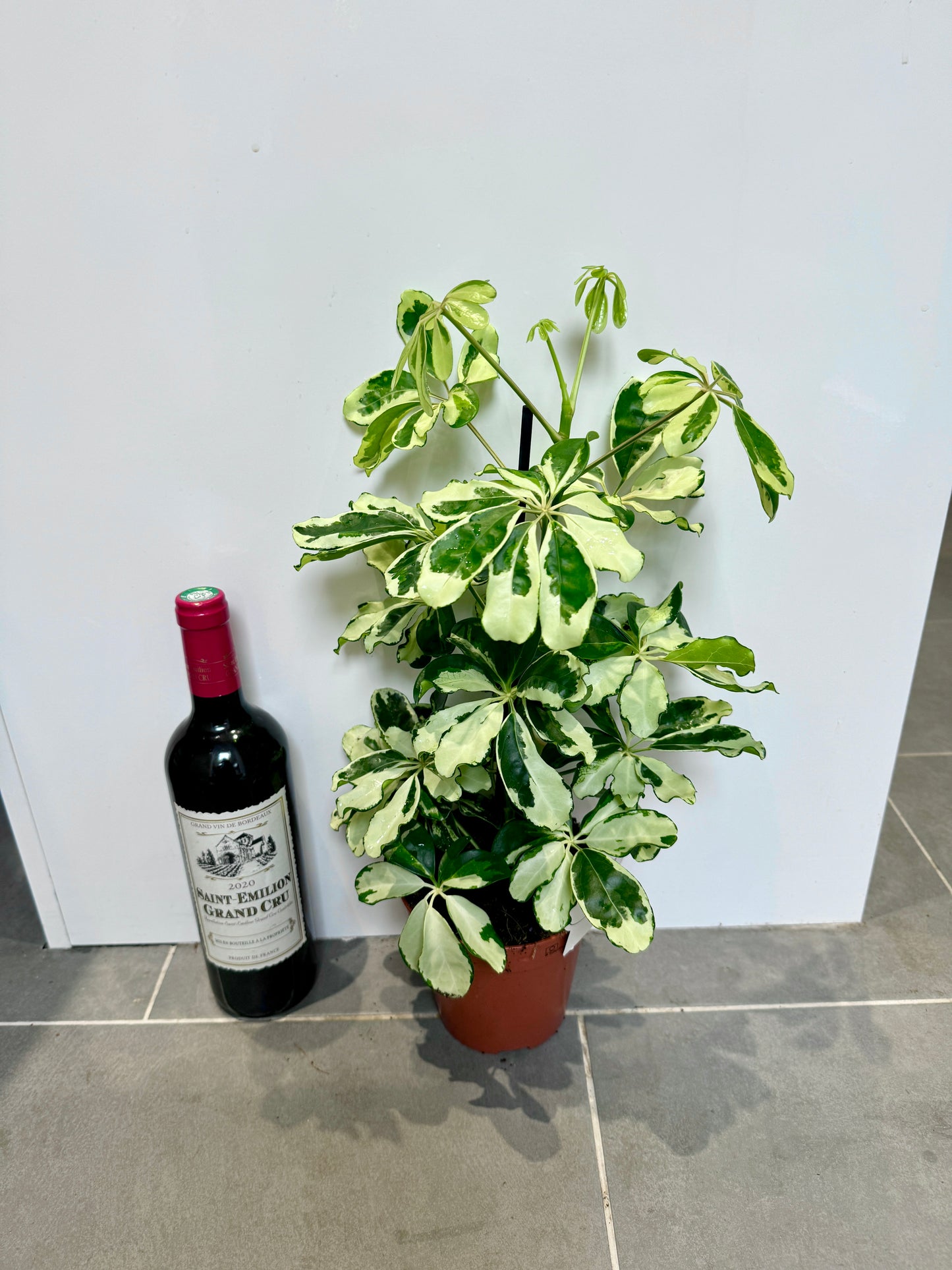 50cm Variegated Umbrella Plant (Schefflera Charlotte)