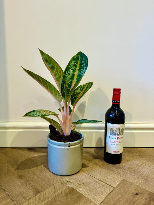 40cm Aglaonema Pink Green